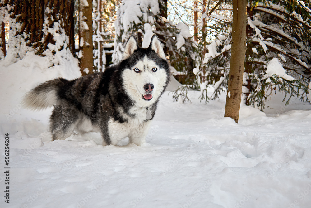 Husky dog portrait in winter snowy sunny forest.
