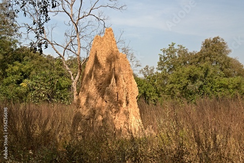 Giant termite mound in Mole National Park. Ghana. Africa. photo