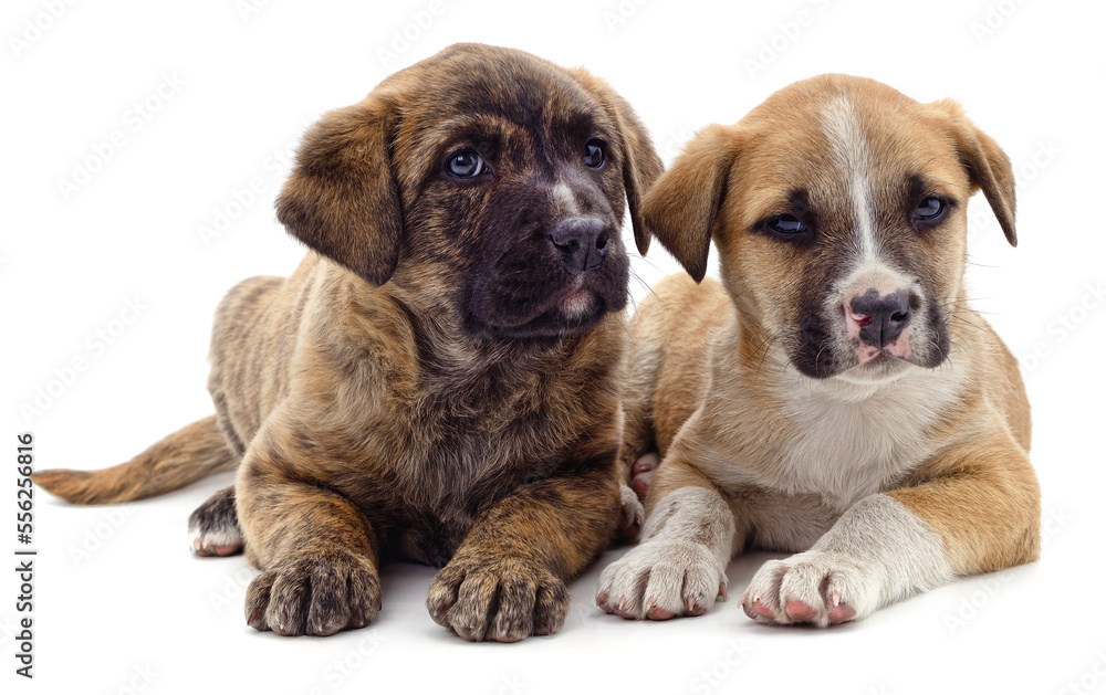 Obraz premium Two cute puppies.