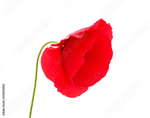 Red poppy flower.
