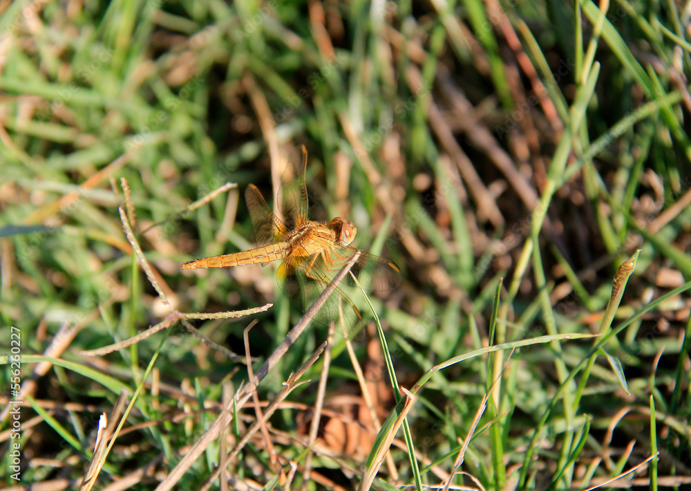 libellule dans l herbe libellule dans l herbe