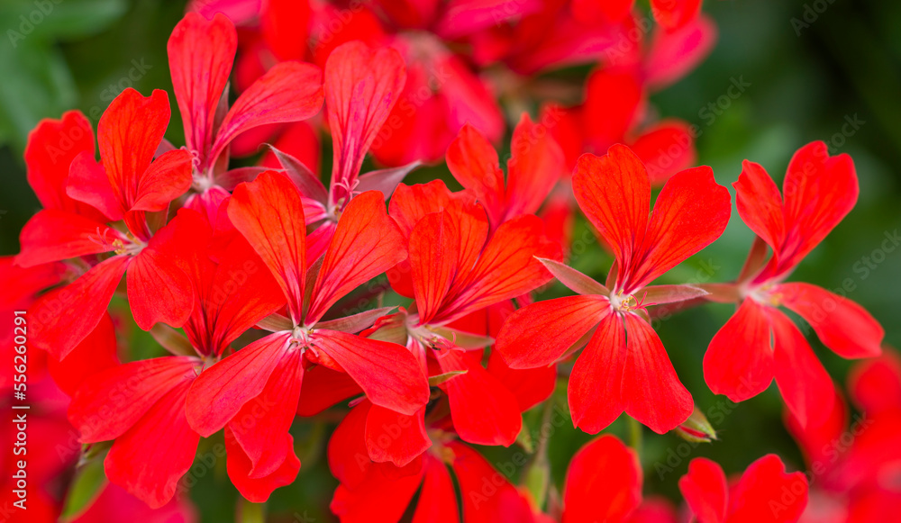 Closeup of flower umbels of red geranium. Garden flowering plant background Closeup of flower umbels of red geranium. Garden flowering plant background
