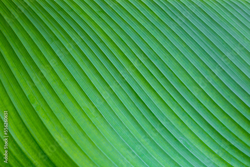 Background of a green banana leaf. Texture of a tropical plant