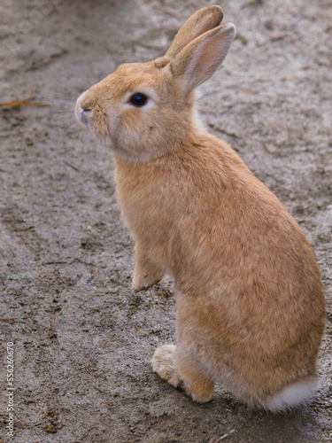 冬のモフモフうさぎ