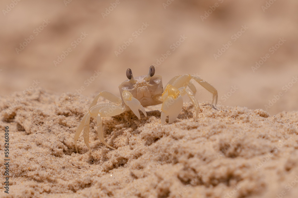 Urlaub, Australien, Pazifik, Natur , Sonne, Strand Urlaub, Australien, Pazifik, Natur , Sonne, Strand
