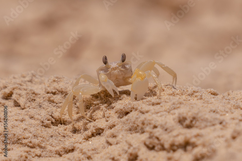 Urlaub, Australien, Pazifik, Natur , Sonne, Strand