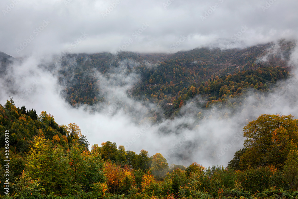 autumn season and foggy forest landscape autumn season and foggy forest landscape
