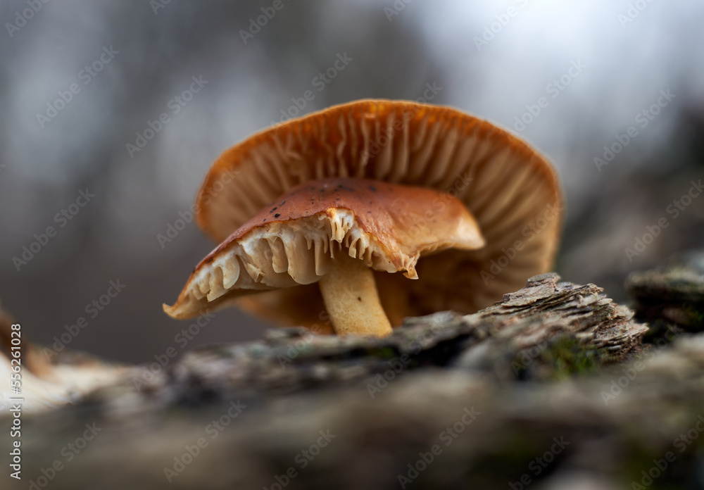 Parasitic mushrooms on a willow tree Parasitic mushrooms on a willow tree