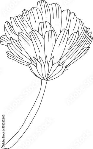 Flower linear illustration. Twig silhouette. Plant coloring element. Floral element isolated