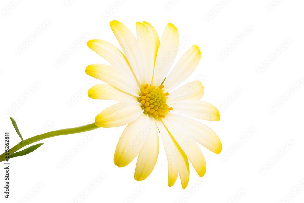 Fototapeta premium yellow Osteospermum flower Isolated