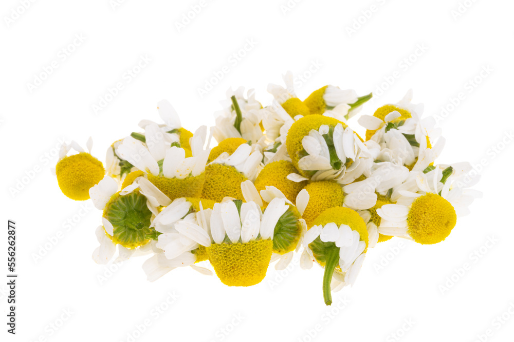 Fototapeta premium medical chamomile isolated