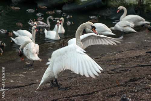 a large white swan flaps its wings on a concrete pier