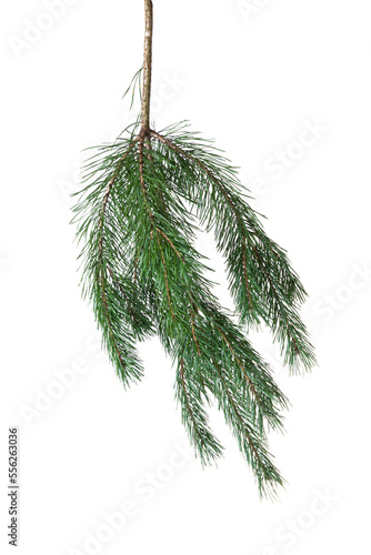 pine branch isolated