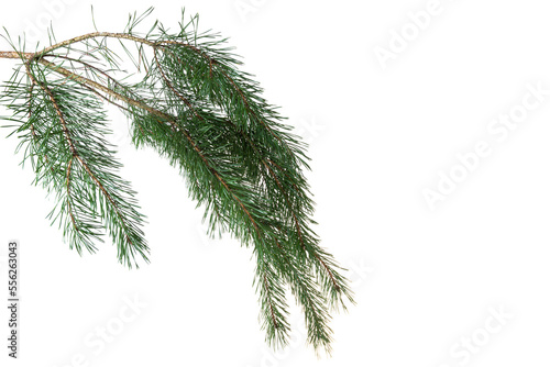 pine branch isolated