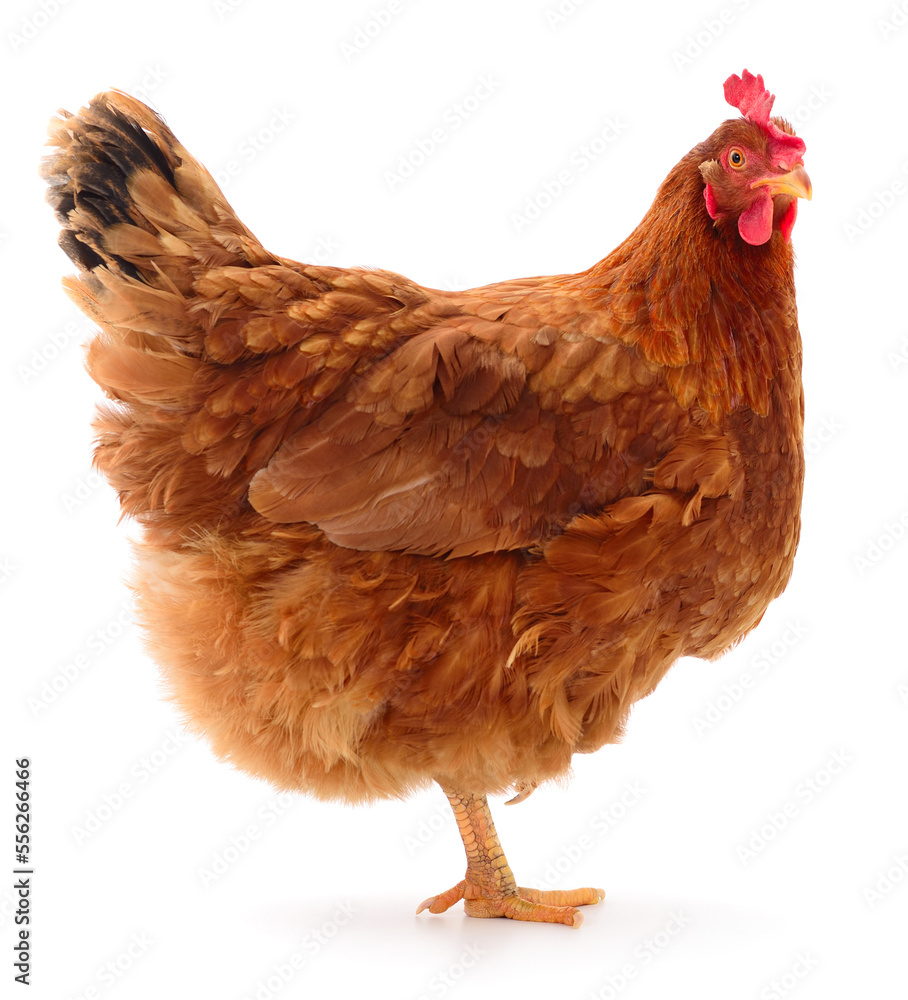 Fototapeta premium Brown hen isolated.
