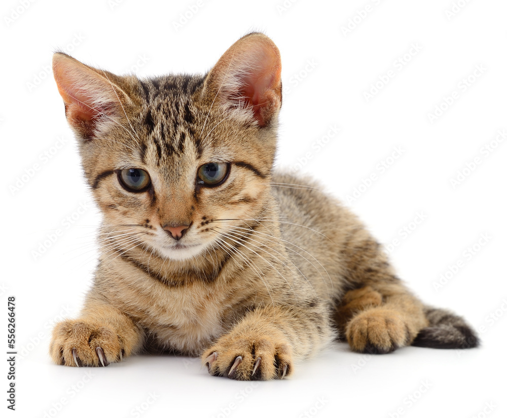Fototapeta premium Kitten on white background.