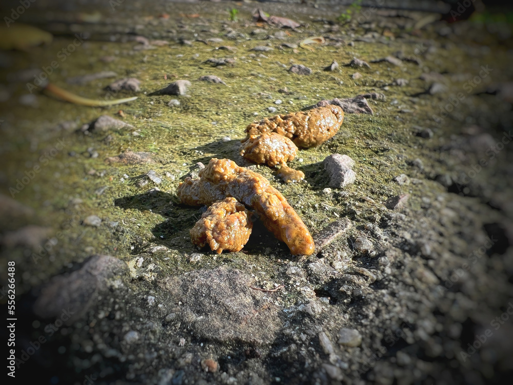 Canine poops defecated on ground floor.show texture and shape of unhealthy stools,intenstinal problem in dog Canine poops defecated on ground floor.show texture and shape of unhealthy stools,intenstinal problem in dog