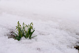 Snowdrops and snow.