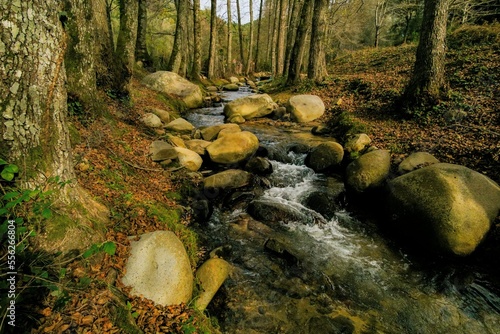 Stream in the forest of Tizeghban Skikda Algeria photo