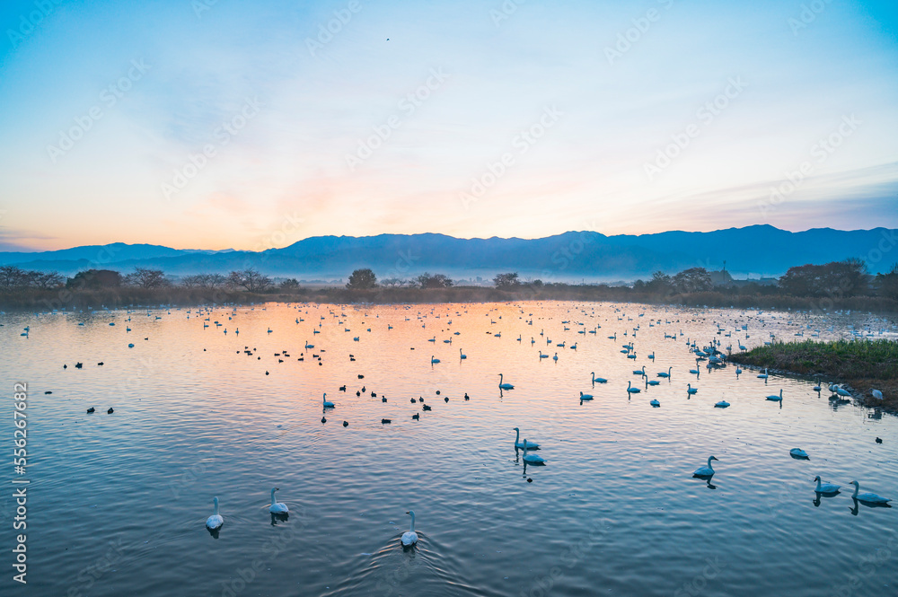 新潟　朝の瓢湖