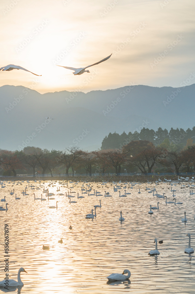 Obraz premium 新潟 朝の瓢湖