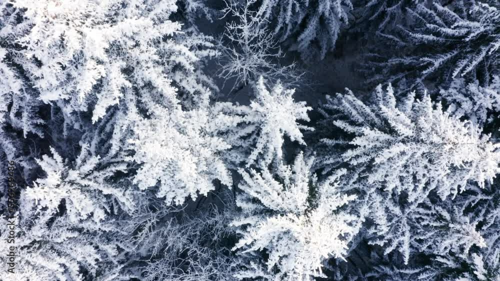 Frisch verschneiter Wald mit Nadelbäumen. Frisch verschneiter Wald mit Nadelbäumen.