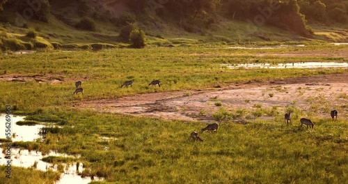 Group of Waterbuck Savannah grass on the banks of African River, Safari wildlife
