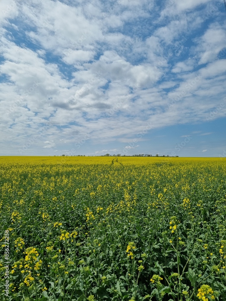 Canola fields in remote rural area Canola fields in remote rural area