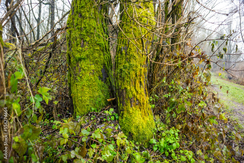 moss on a tree in a riverside forest near the danube in austria