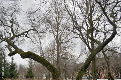 The large wriggling contrasting trees in the city park