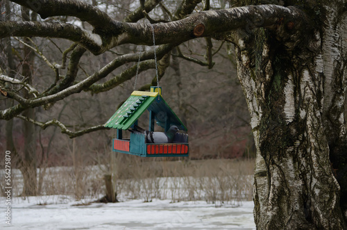 The beautiful bird house on a branch in a winter park