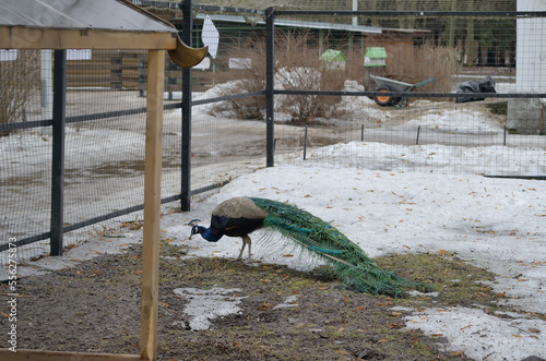 The peacock in the zoo in the fresh air