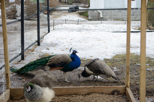 Female and male peacocks - a couple in a zoo outside
