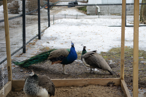 Female and male peacocks - a couple in a zoo outside