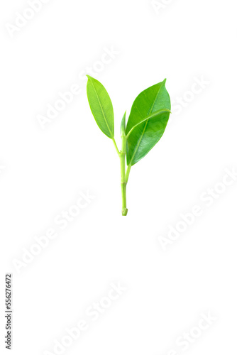 beautiful green leaf Isolated on white background.