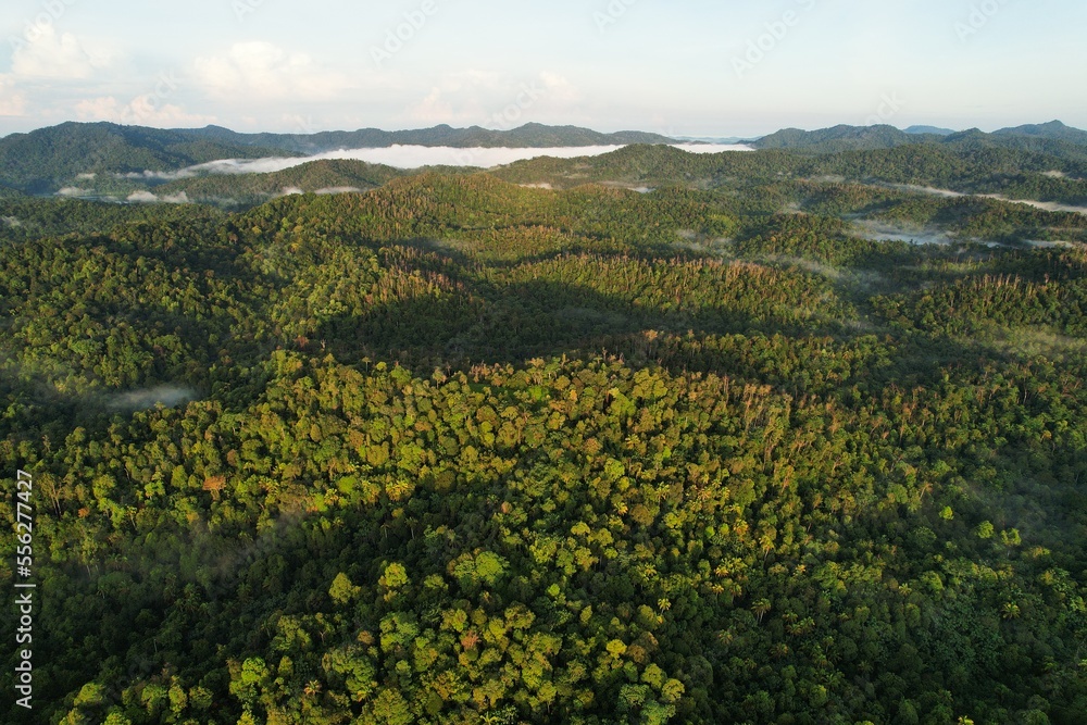 Aerial view of forest in the morning