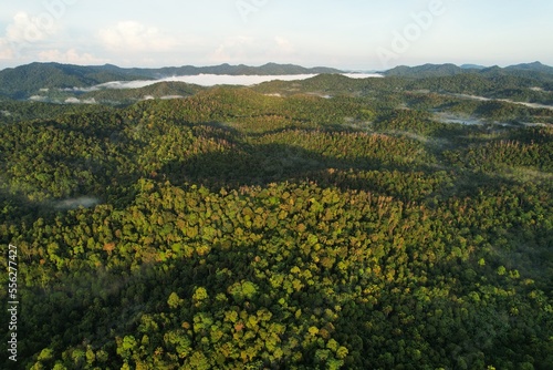 Aerial view of forest in the morning