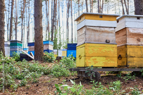 Colorful hives of bees in forest. Wooden beehives for bees near trees.