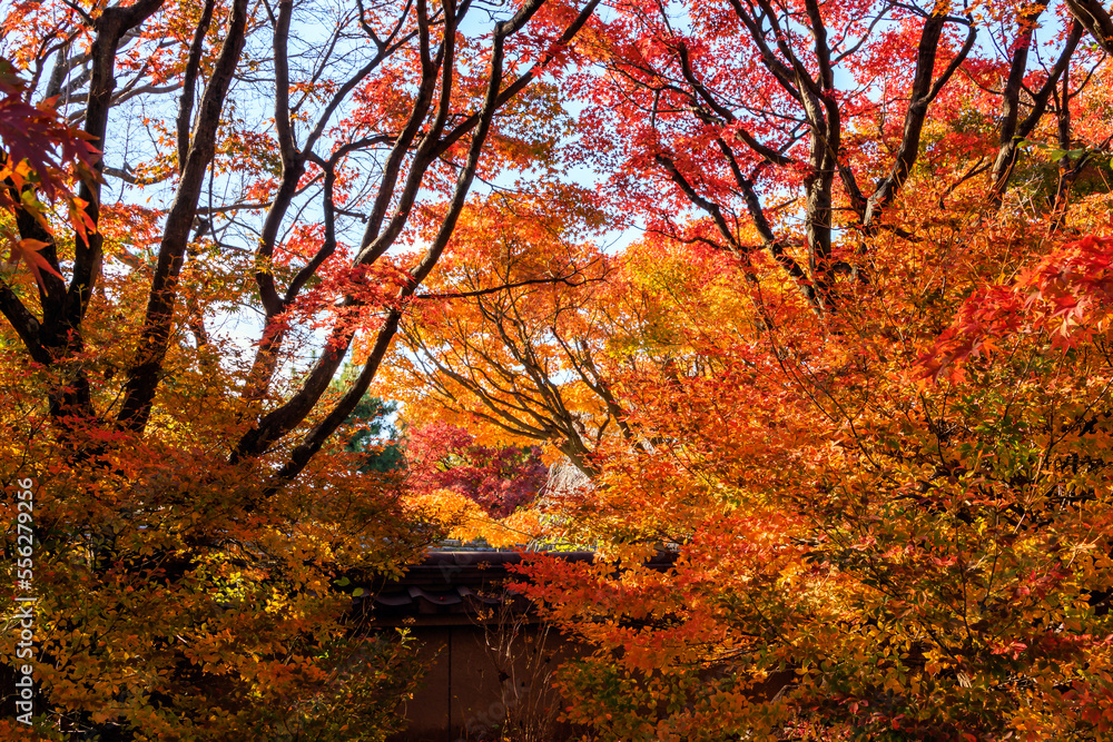 筥崎宮花庭園の紅葉 筥崎宮花庭園の紅葉