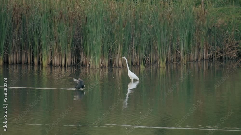 heron walks on a pond in the park in summer heron walks on a pond in the park in summer