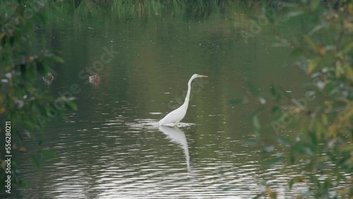 heron walks on a pond in the park in summer