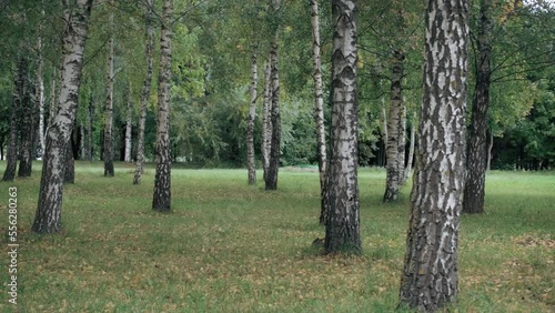 Birch grove, park, panorama, summer