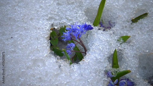 Flowers in the snow, cold spring in nature, ephemeroids primroses survive frost in the snow photo