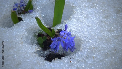 Flowers in the snow, cold spring in nature, ephemeroids primroses survive frost in the snow photo