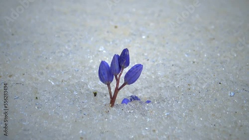 Flowers in the snow, cold spring in nature, ephemeroids primroses survive frost in the snow photo