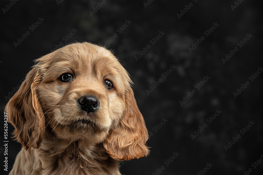 Puppy English Cocker Spaniel sitting, Little dog on a gray background, place for text