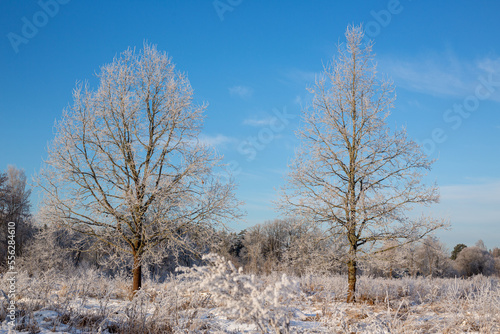 Winter scene with frost on the trees on a sunny day in December in Latvia
