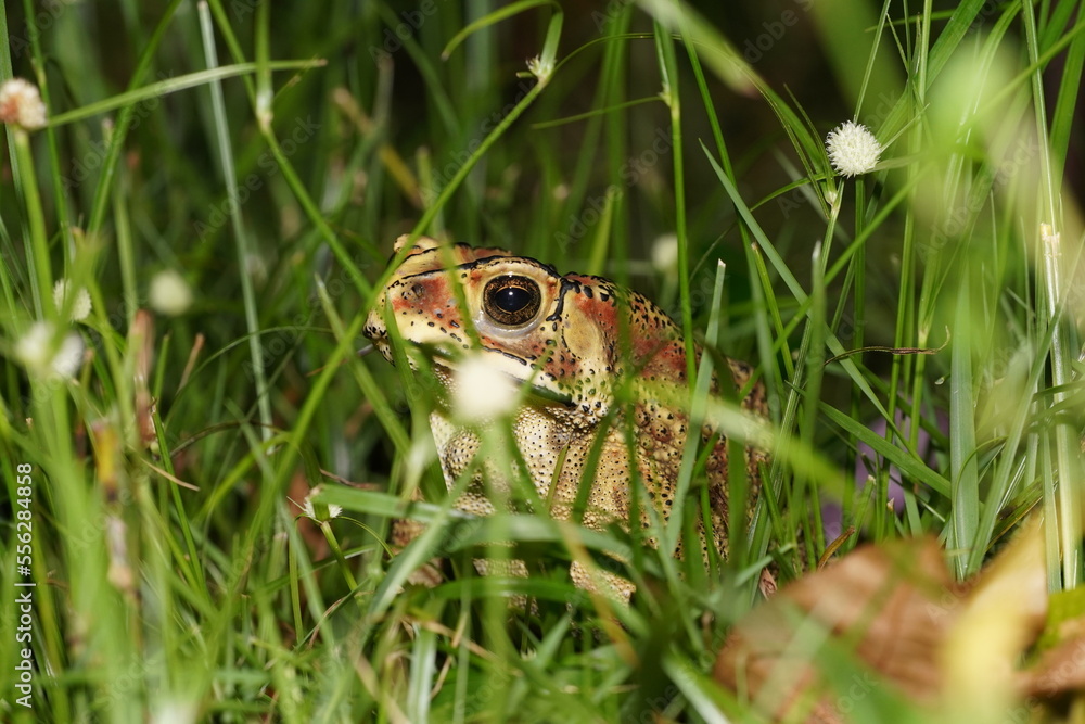 Naklejka premium Schwarznarbenkröte (Java, Indonesien)