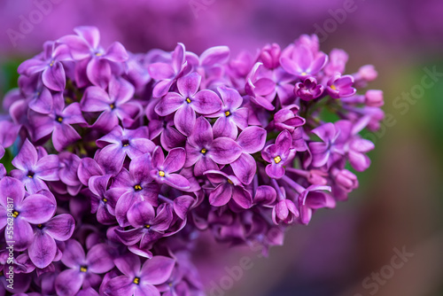 Lilac flowers macro