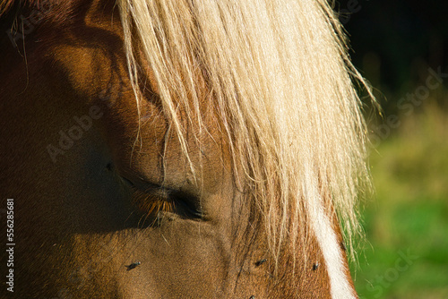 Pferd beim träumen